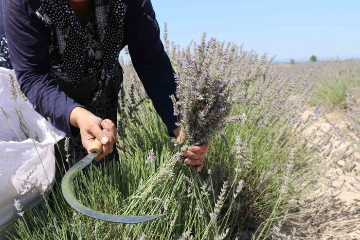 Eskişehir’de el yordamı ile lavanta hasadı başladı