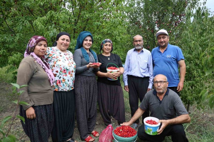 Toroslar’da yetişen şifalı kızılcık kirazının hasadı başladı