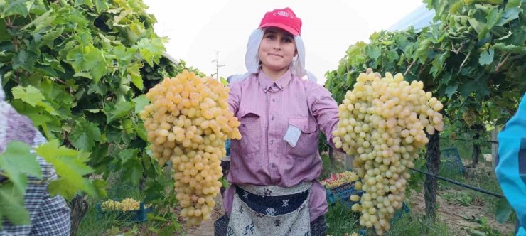 İki salkım üzüm bir kasayı dolduruyor