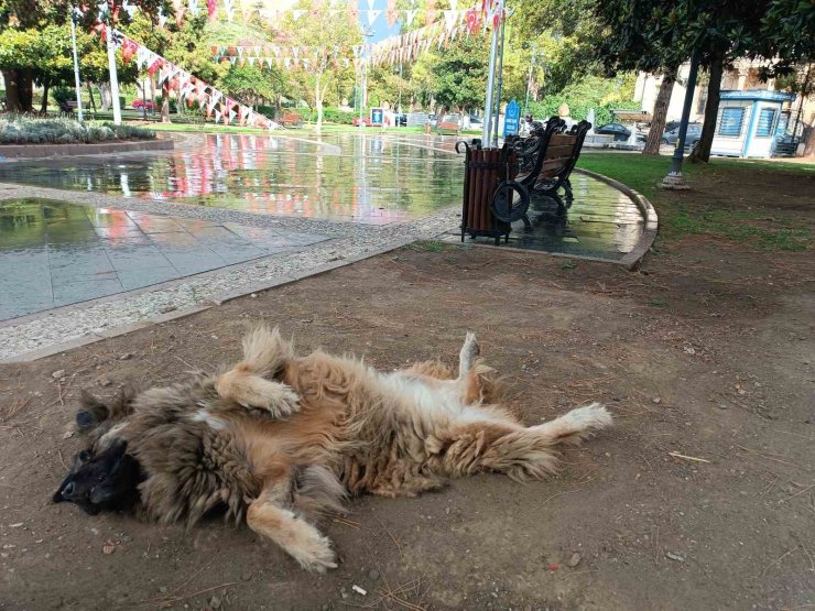 İlginç şekilde uyuyan köpek dikkat çekti