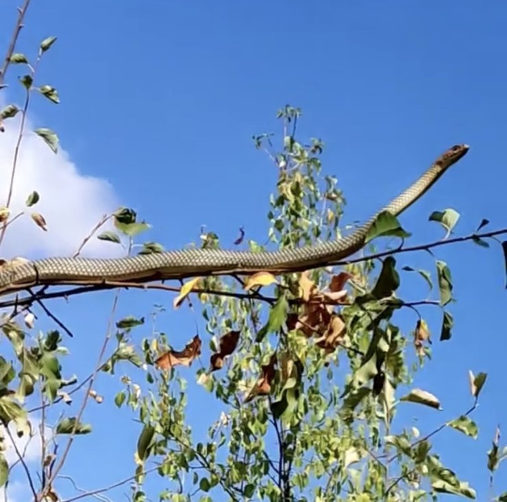 Erzincan’da 1 metrelik yılan elma ağacında görüntülendi