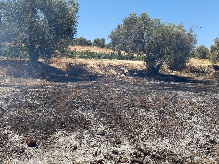 Hatay’da zeytinlik alanda çıkan yangın söndürüldü