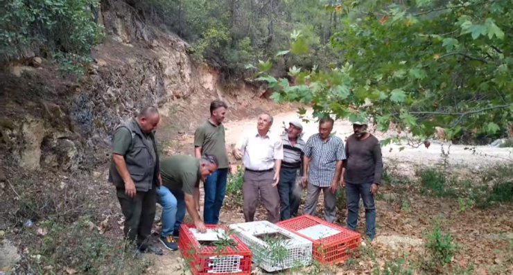 Muğla’da keklikler doğaya salındı