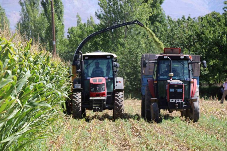 Erzincan’da silajlık mısırın hasadı yapılıyor