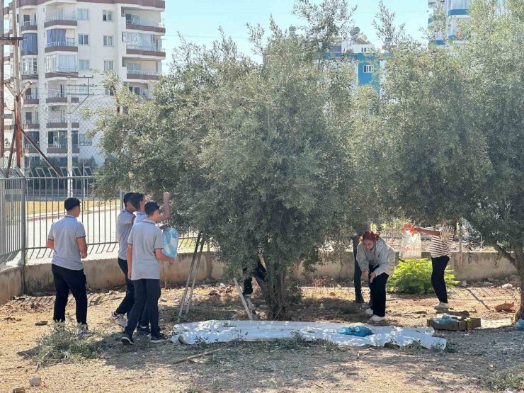 Öğrenciler okul bahçesinde zeytin topladı