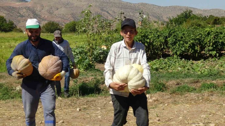 Gercüş’te bal kabağı hasadı başladı