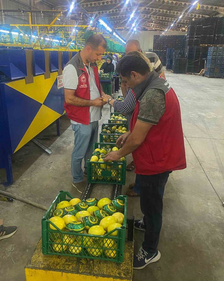 Ortaca’da nar ve limon ihracatında rekor beklentisi