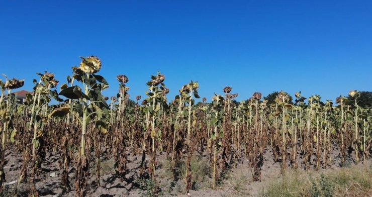 Trakya’da kuraklık ayçiçeğini vurdu