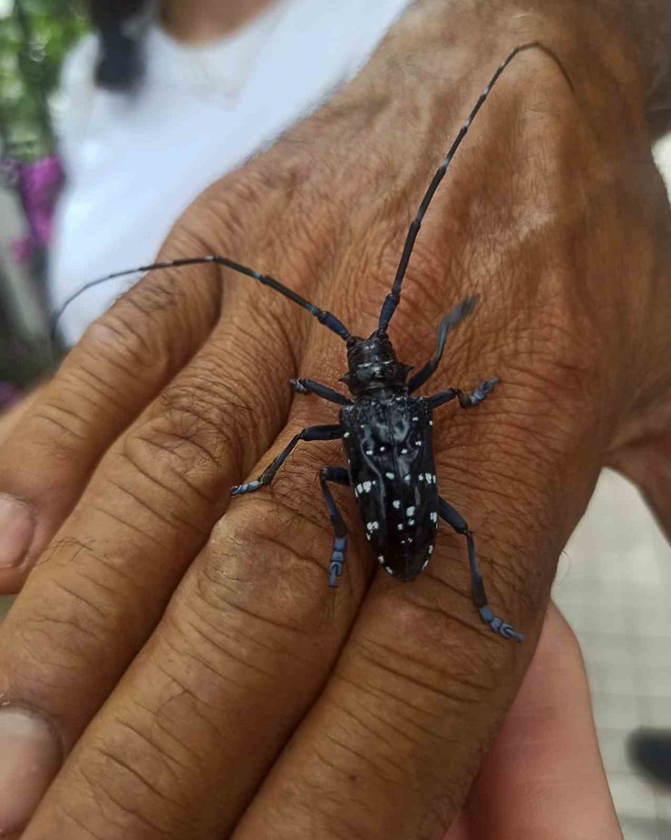 Ortaca’daki ağaçlar için önlem alınıyor