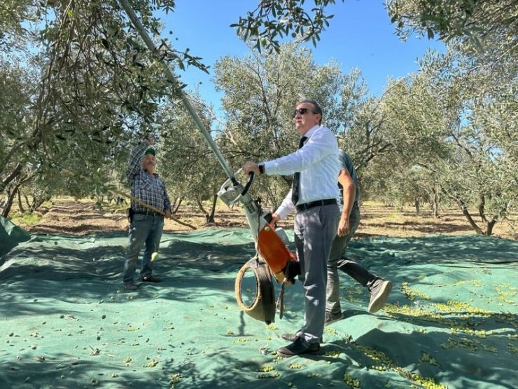 Kaymakam İlyas Memiş, Çoruk Mahallesi’nde zeytin hasadına katıldı