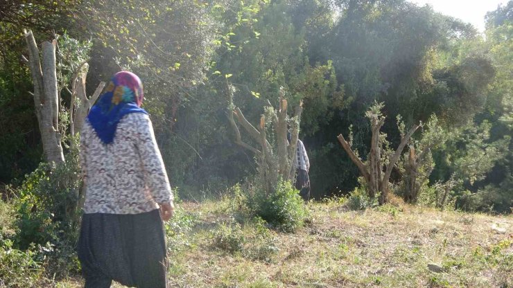 Kadınlara karşı soyunup tartışan kişi zeytin ağaçlarını kesti iddiası