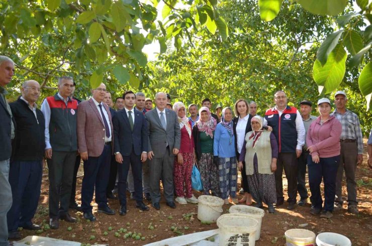 Denizli’nin ceviz üretiminde yüzde 46 artış bekleniyor