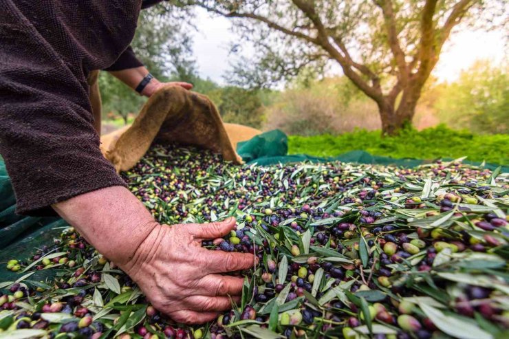 Sofralık zeytin ihracatında tarihi rekor