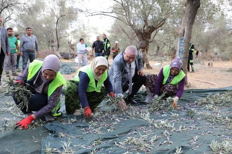 Edremit Belediyesi’nde zeytin hasadı başladı