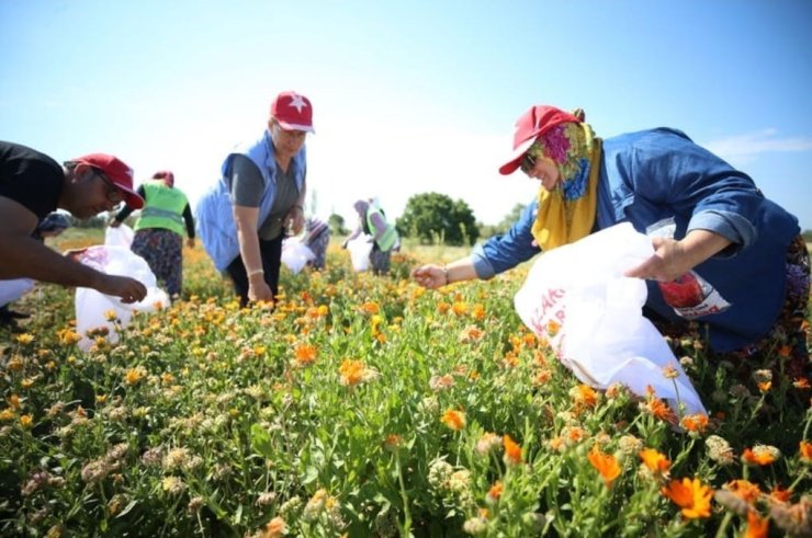 Çanakkale Savaşları’nın yaşandığı Tarihi Alan’da şifalı bitkiler kadınların elleriyle hayat buluyor