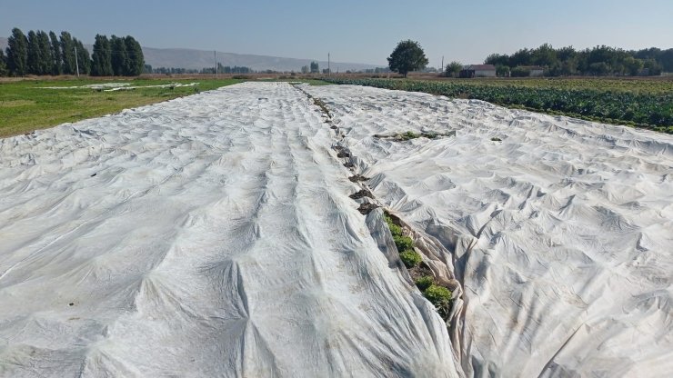 Çiftçiler tarım ürünlerini branda ile korudu