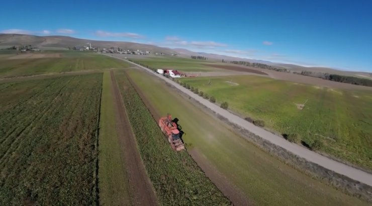 Bayburt’ta 50 bin dekar alanda üretimi yapılan şeker pancarından 250 bin tonun üzerinde rekolte bekleniyor