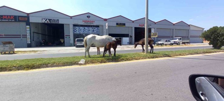 Aydın’da başıboş atlar tehlike saçıyor