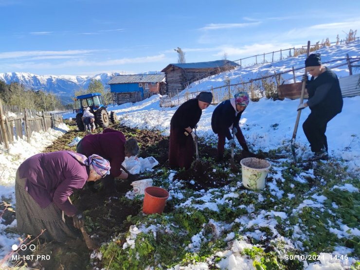 Artvin’e kış erken gelince patates hasadı kar altından yapıldı