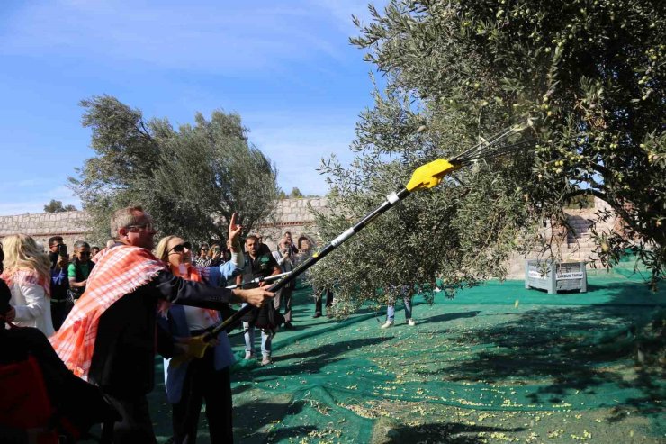 19. Ayvalık Uluslararası Zeytin Hasat Festivali’nde ilk hasat Barbun’un Çiftliği’nde gerçekleşti