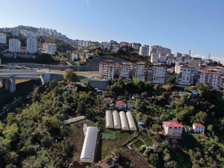 Şehir merkezinde apartmanlar arasında organik tarım yapıyorlar