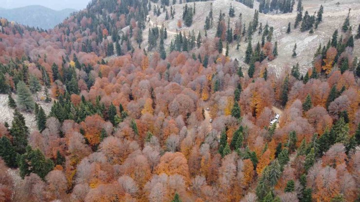 Adana’da kayın ormanı sonbaharda görsel şölen oluşturdu