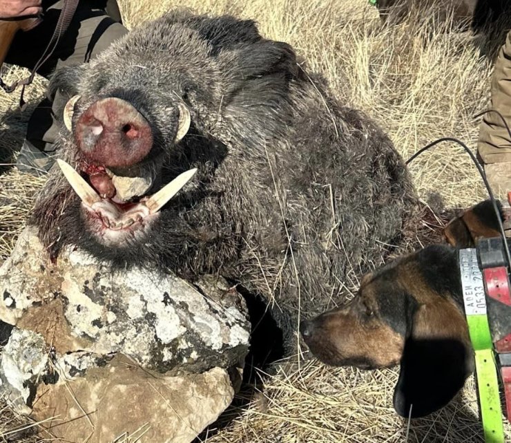 Elazığ’da avcılar 300 kiloluk domuz avladı