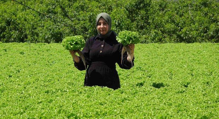 Erzincan’da marul hasadı başladı