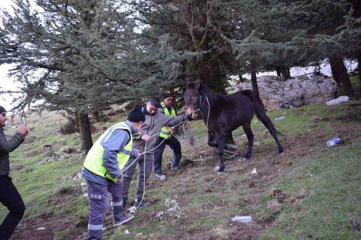 ‘Bu şehrin taşı toprağı da, kuzusu kurdu da bize emanet’ diyen başkandan, bin 900 rakımda ölümü bekleyen katıra şefkat eli