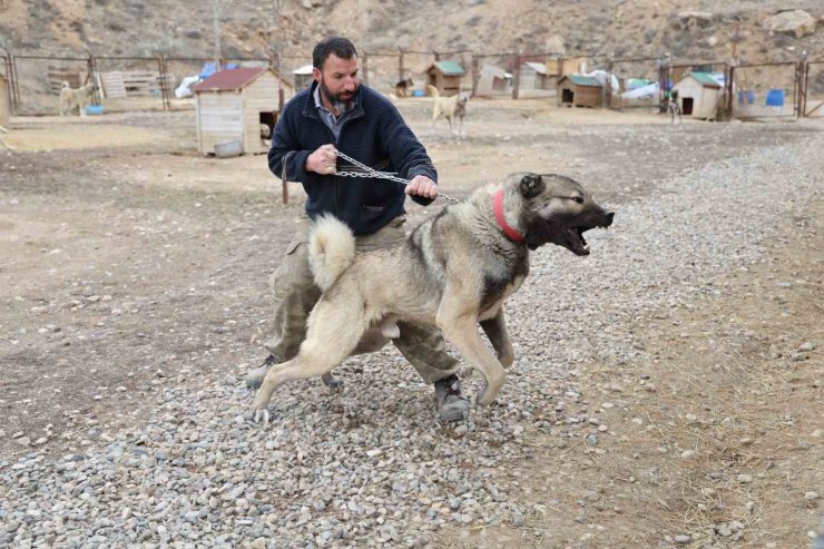 Yazın aslan, kışın kurt özellikleri taşıyor