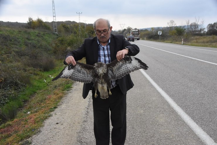 Sinop’ta otomobile çarpan atmaca telef oldu