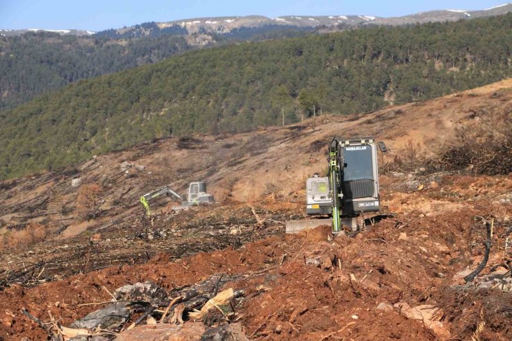 Yangında küle dönen Ilgaz Dağı yeniden yeşillenecek