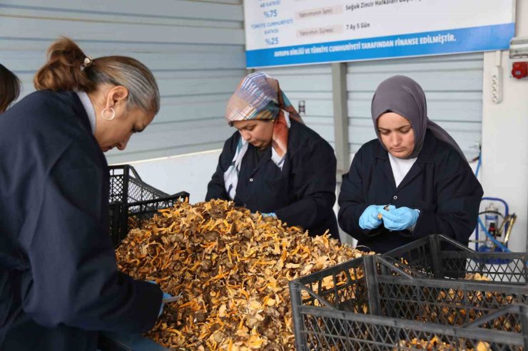 Kastamonu ormanlarından Avrupa’ya 100 milyon liralık mantar ihracatı