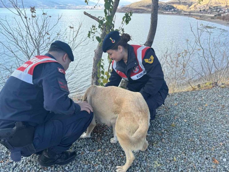 Elazığ’da jandarma ekipleri sokak hayvanlarını unutmadı