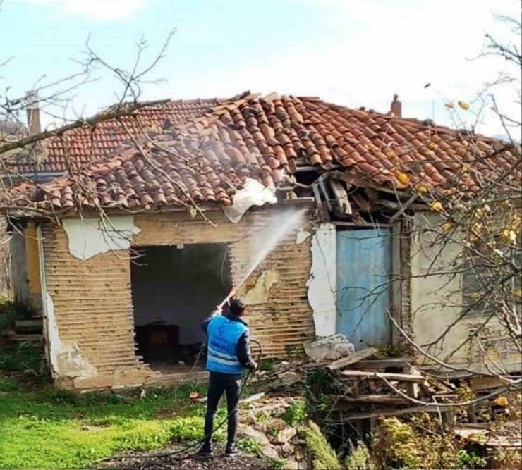 Tekkeköy’de istilacı kahverengi kokarcaya karşı savaş açıldı