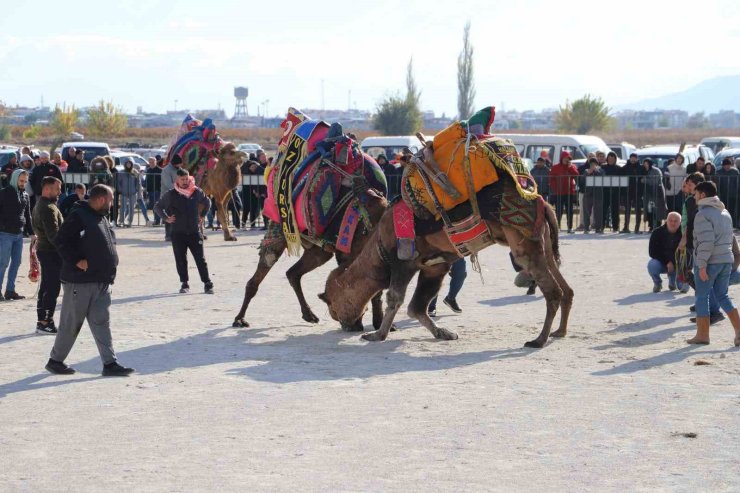 Saruhanlı’da deve güreşleri festivaline büyük ilgi