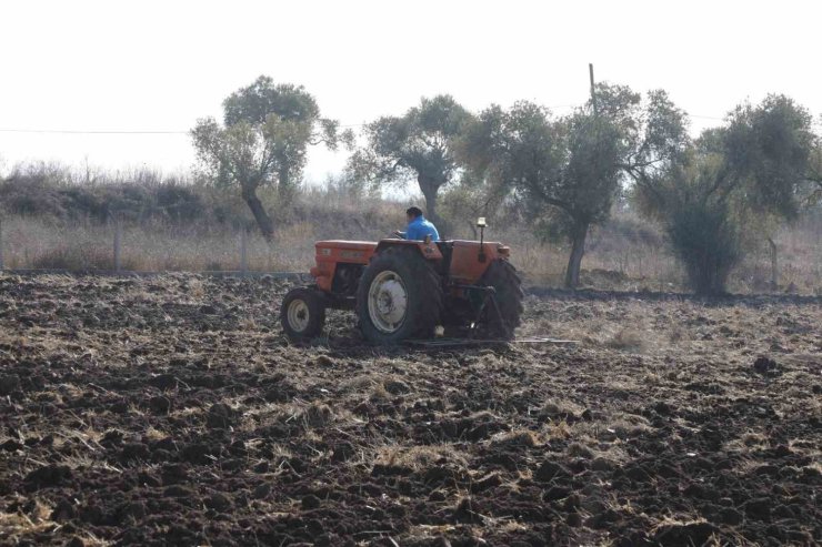 Bodrum Belediyesi’nden karakılçık buğday ekimi