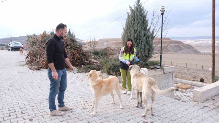 Sorgun Belediyesi ekipleri sokak hayvanları için sahada