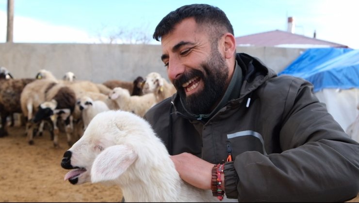 Erzincan’da yılın son kuzuları üreticilerin yüzünü güldürdü