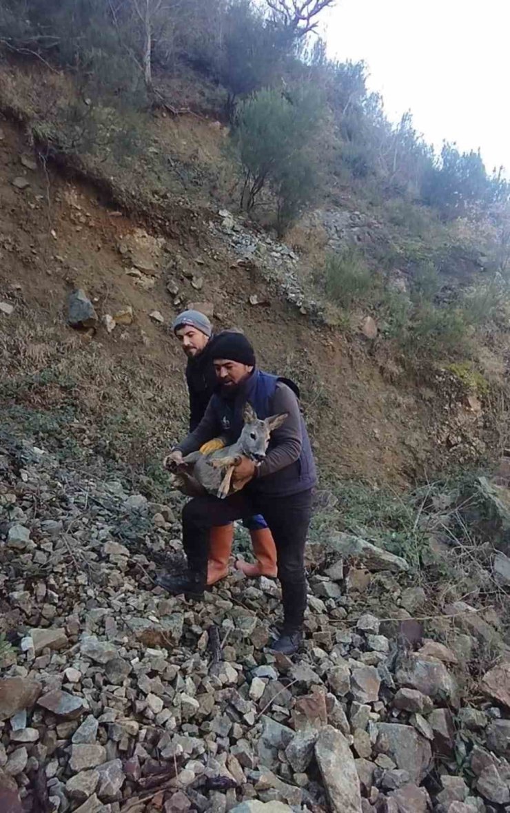 Başıboş köpeklerden kaçıp boş alabalık havuzuna düşen dişi karacayı kurtardılar