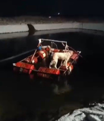 Havuza düşen köpek işçiler tarafından kurtarıldı