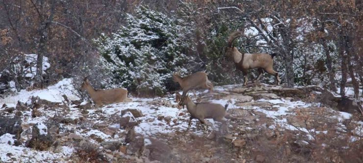 Elazığ’da yaban keçisi envanter çalışması yapıldı