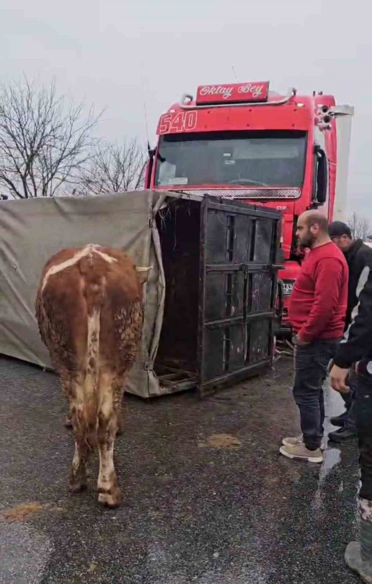 Tır, hayvan taşıyan kamyona çarptı