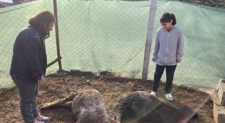 Beslediği kuzuların öldüğünü gören küçük kız gözyaşlarını tutamadı