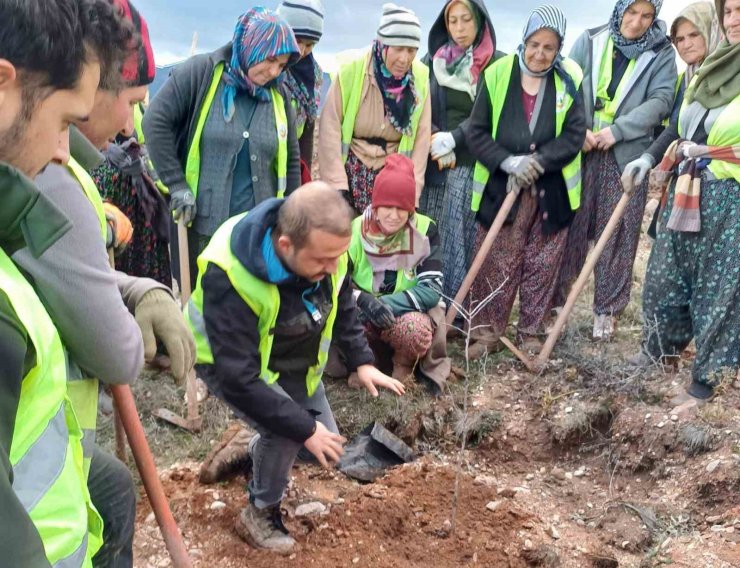 Hisarcık’ta 43 bin 300 fidan toprakla buluştu