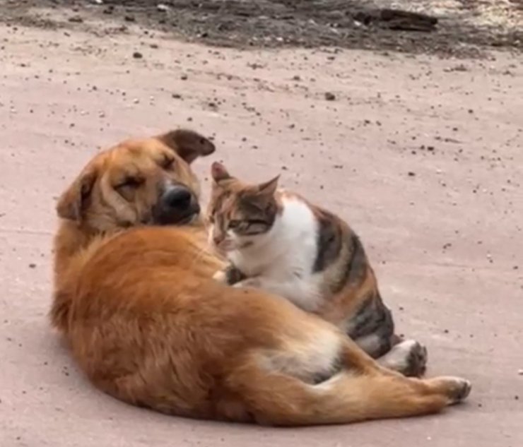 Kedi ile köpeğin sevimli dostluğu kameraya yansıdı