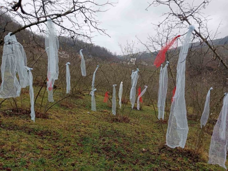 ‘Müslüman çam ağacı süslemez’ deyip, fındık bahçesini süsledi