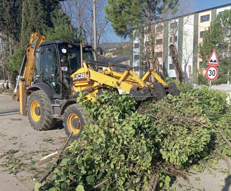 Körfez’de ağaçların bakımı sürüyor