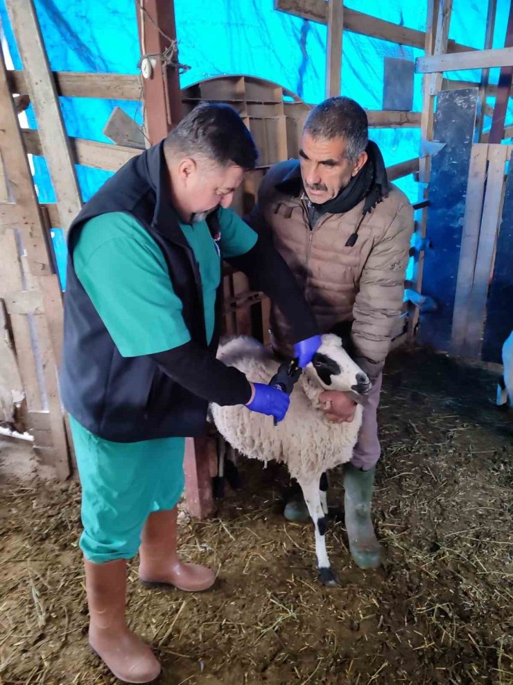 Söke’de küçükbaş hayvanların aşılanması devam ediyor