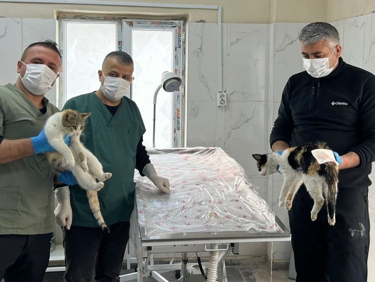 Hakkari’de donma tehlikesi geçiren kediler kurtarıldı